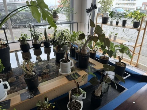 ひつじ珈琲 黒磯店の窓辺に並ぶ植物
